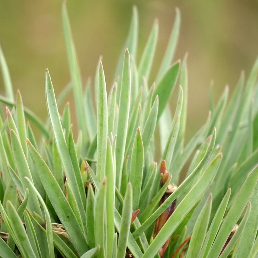 Dianthus Scent First Sugar Plum - Œillet mignardise (Feuillage)