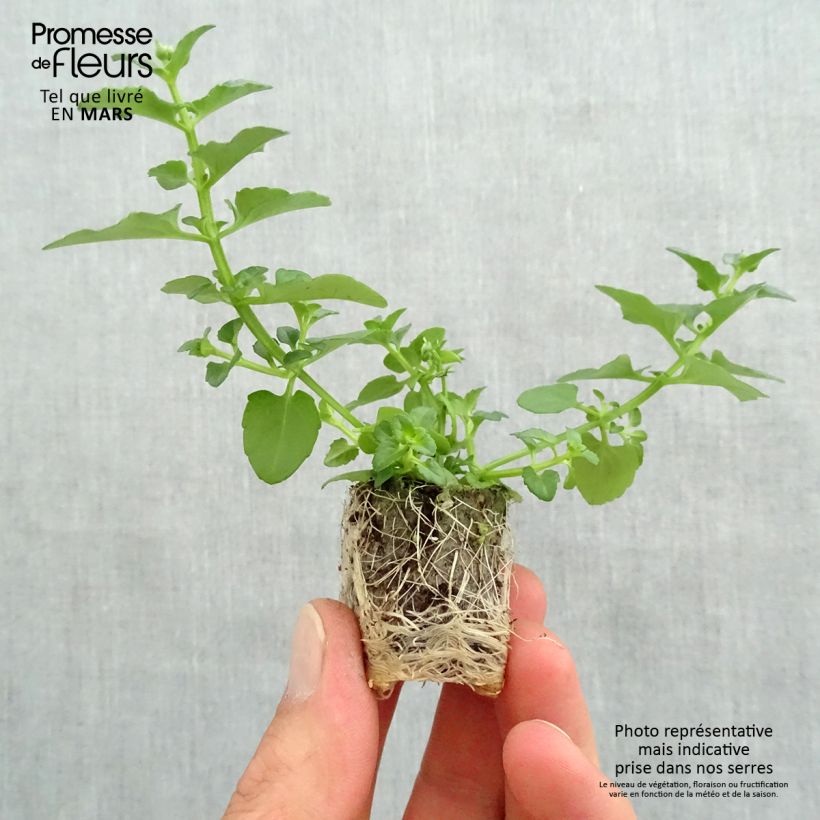 Spécimen de Diascia Breezee Plus Orange Mini-motte Ø 1,5/2,5 cm, Plant vert de 5 à 10 cm de haut tel que livré au printemps