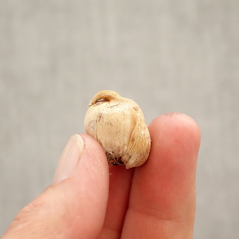 Spécimen de Dichelostemma congestum Bulbe calibre 5+ tel que livré au printemps