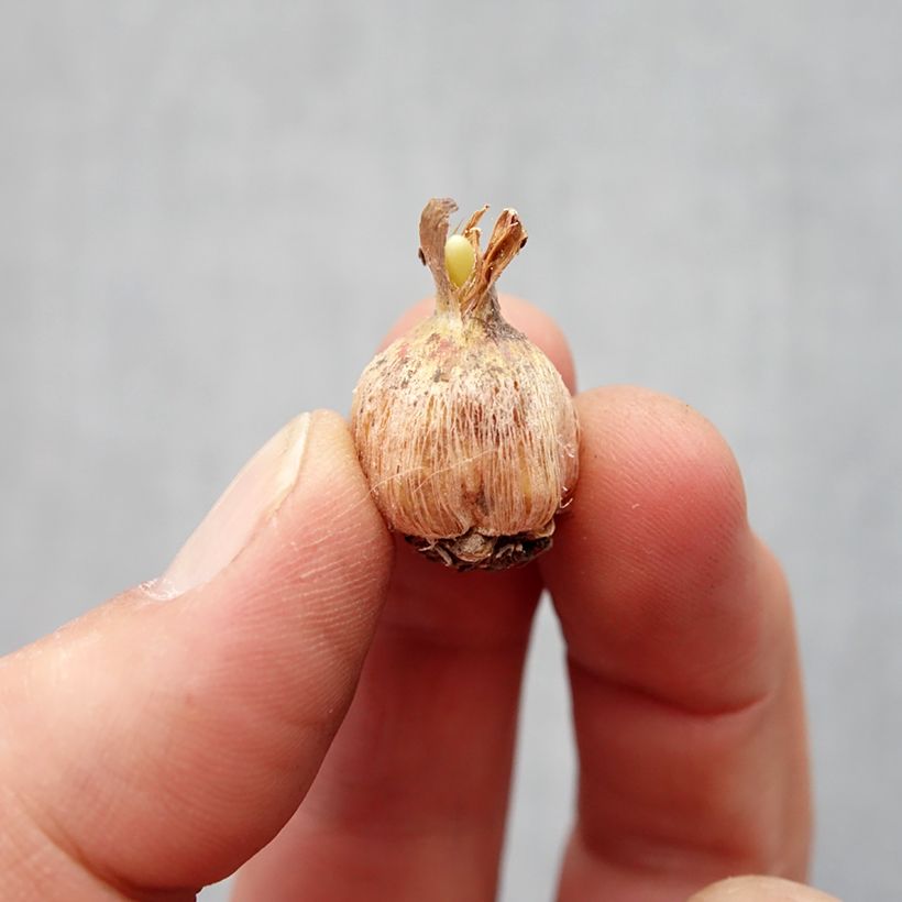 Spécimen de Dichelostemma Pink Diamond Bulbe calibre 5+ tel que livré au printemps