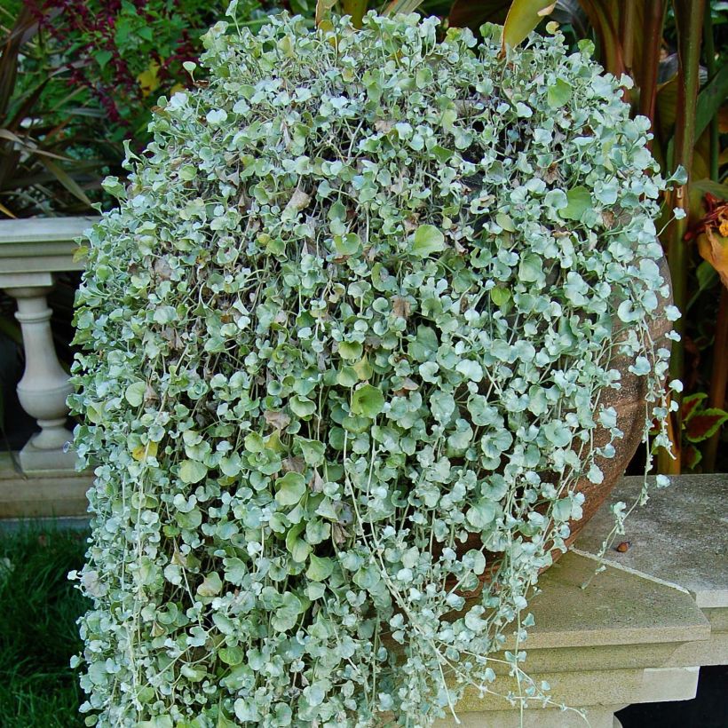 Dichondra Silver Falls   (Foliage)