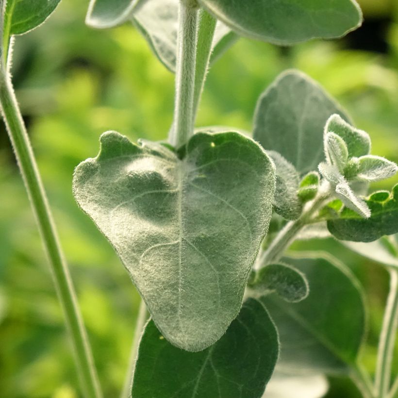 Dicliptera suberecta - Justicia ou Jacobinia squarrosa (Feuillage)