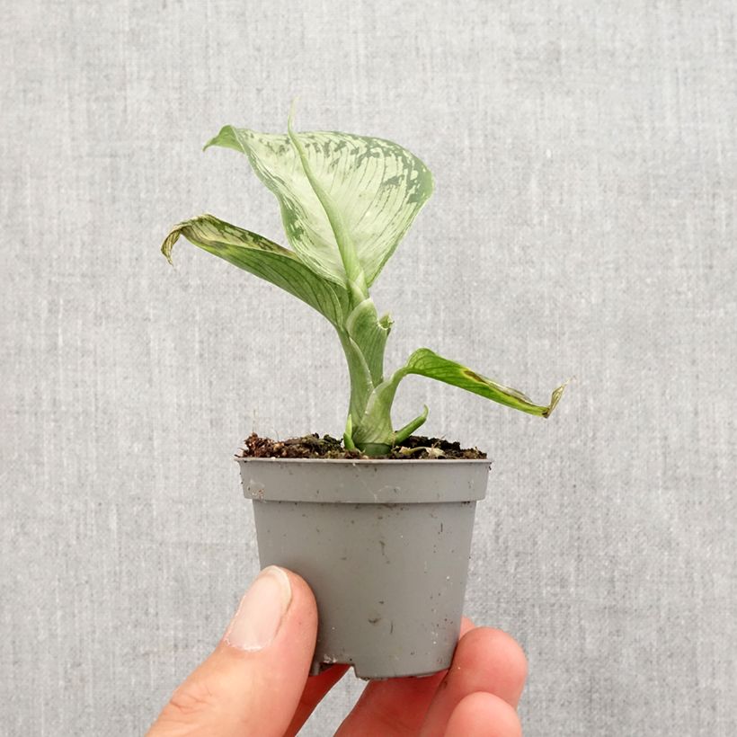 Spécimen de Dieffenbachia Tropic Snow Mini-plante tel que livré au printemps