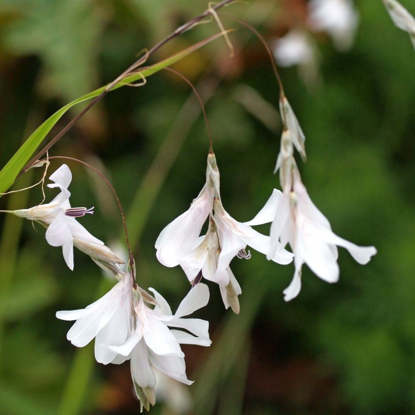 Canne à pêche des anges - Dierama Guinevere (Flowering)