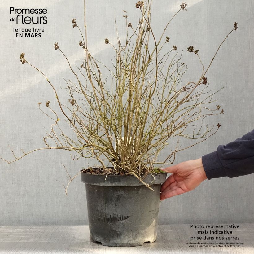 Spécimen de Diervilla rivularis Honeybee Pot de 7,5L/10L tel que livré au printemps