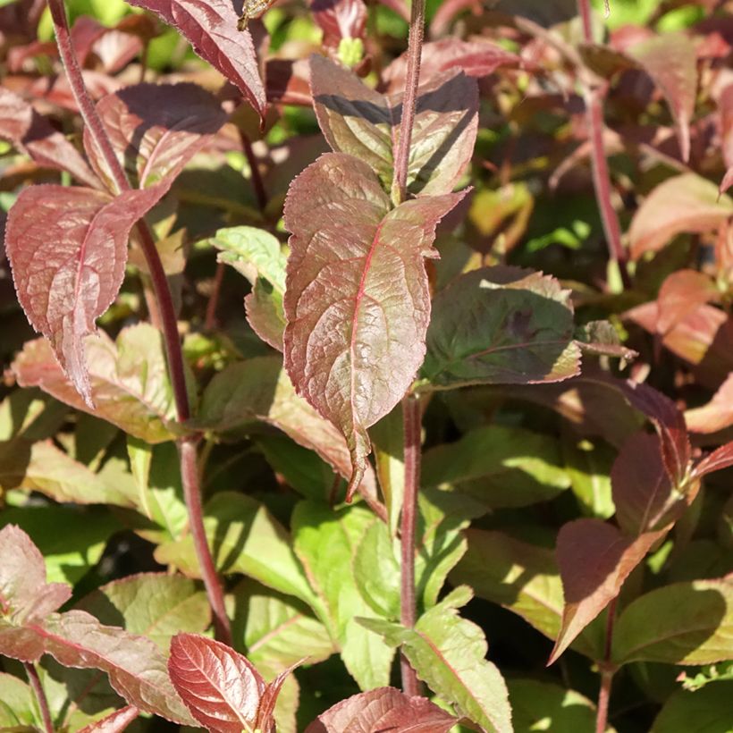 Diervilla rivularis Troja Black - Diervillée (Foliage)