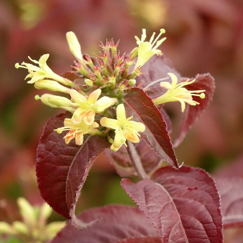 Diervilla rivularis Troja Black - Diervillée (Flowering)