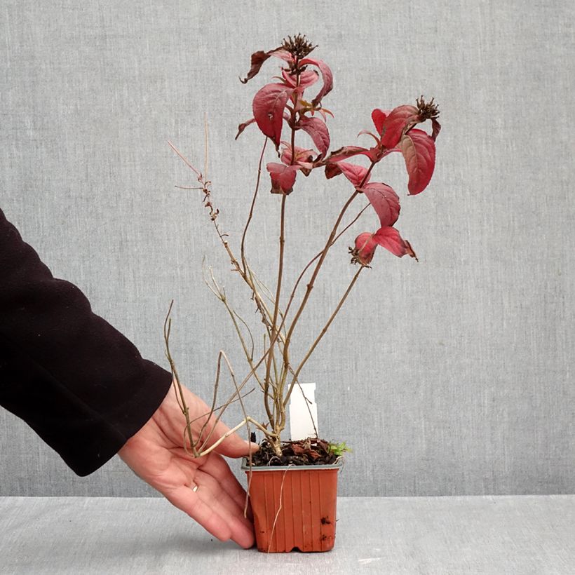 Spécimen de Diervilla rivularis Troja Black - Diervillée Godet de 8/9 cm tel que livré en automne