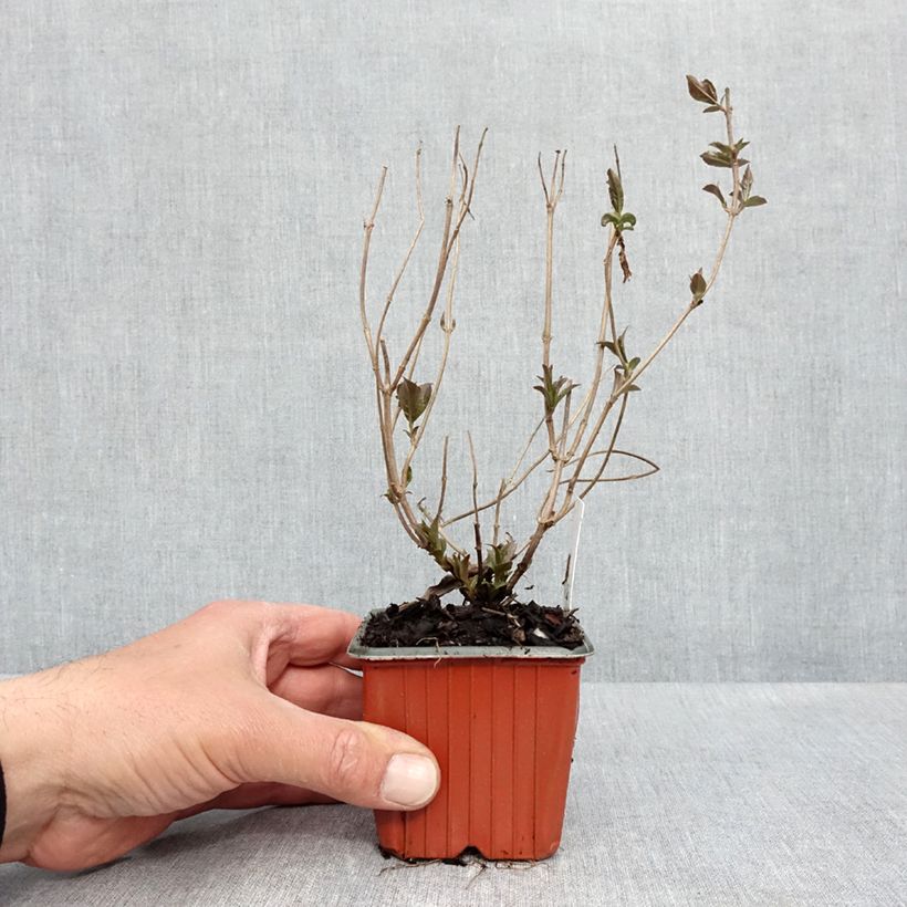 Example of Diervilla rivularis Troja Black - Diervillée Godet de 8/9 cm as you get in printemps