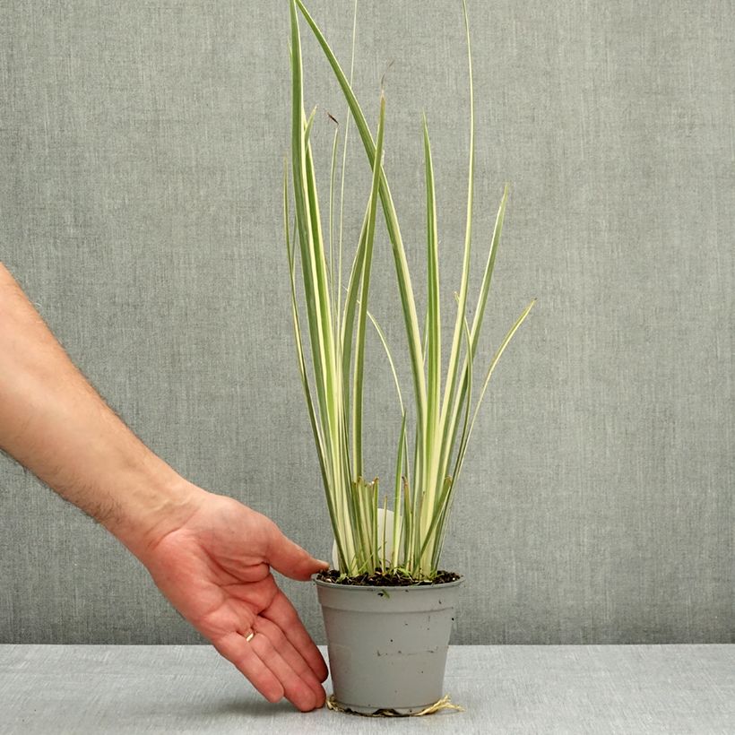 Spécimen de Dietes bicolor Milky Way - Iris espagnol Pot de 12 cm / 13 cm tel que livré au printemps