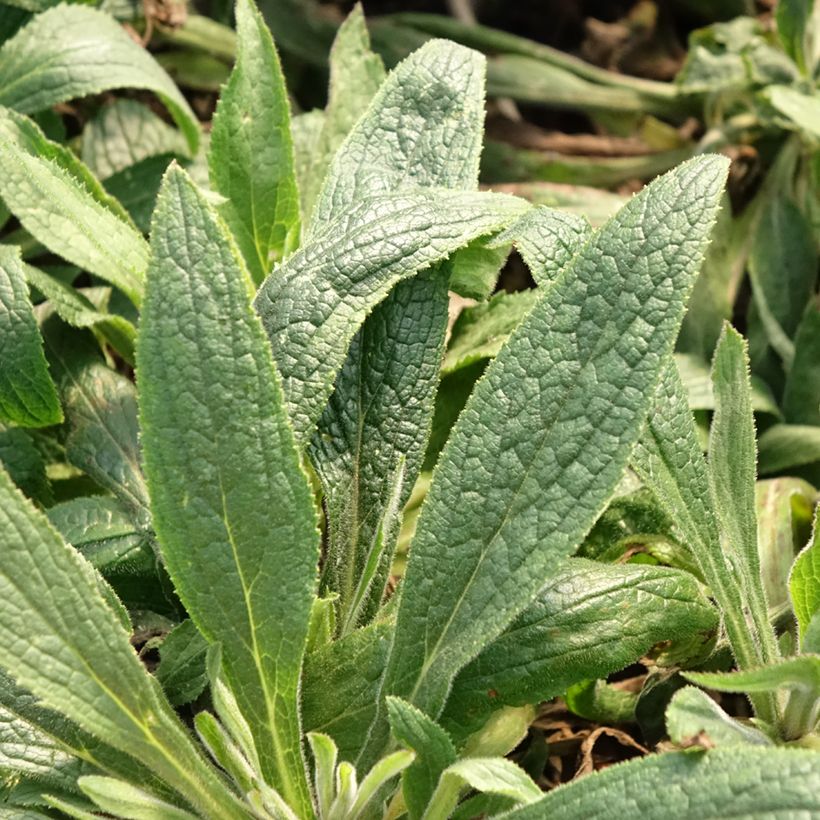 Digiplexis Illumination Raspberry - Digitalis hybride  (Feuillage)