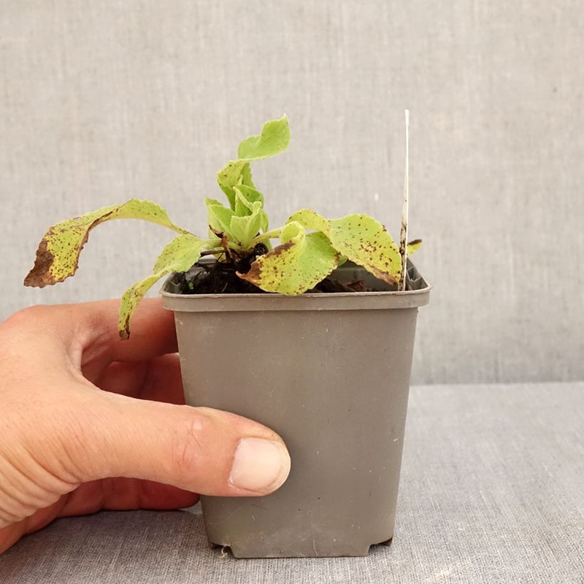 Spécimen de Digitale - Digitalis purpurea Monstrosa  Godet de 8/9 cm tel que livré en été
