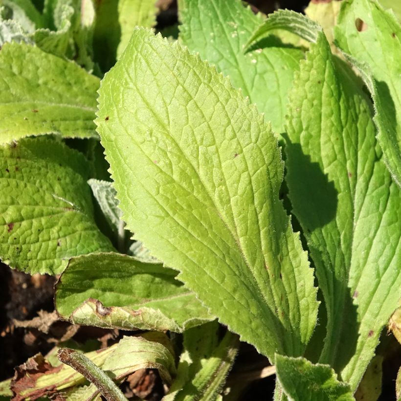 Digitale mertonensis Summer King (Feuillage)