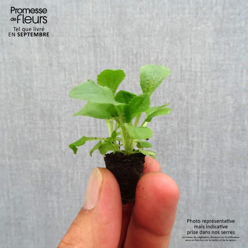 Spécimen de Digitale mertonensis Summer King Mini-motte Ø 1,5/2,5 cm tel que livré en automne