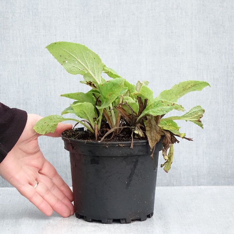 Spécimen de Digitale purpurea - Gant de notre-dame Pot de 2L/3L tel que livré en automne