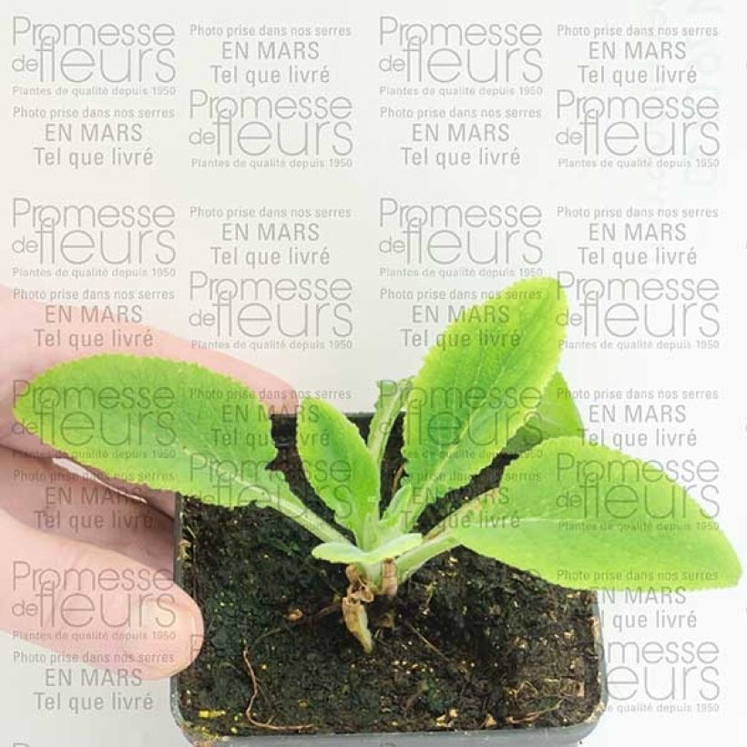 Exemple de spécimen de Digitale purpurea Pam s Split Godet de 8/9 cm tel que livré