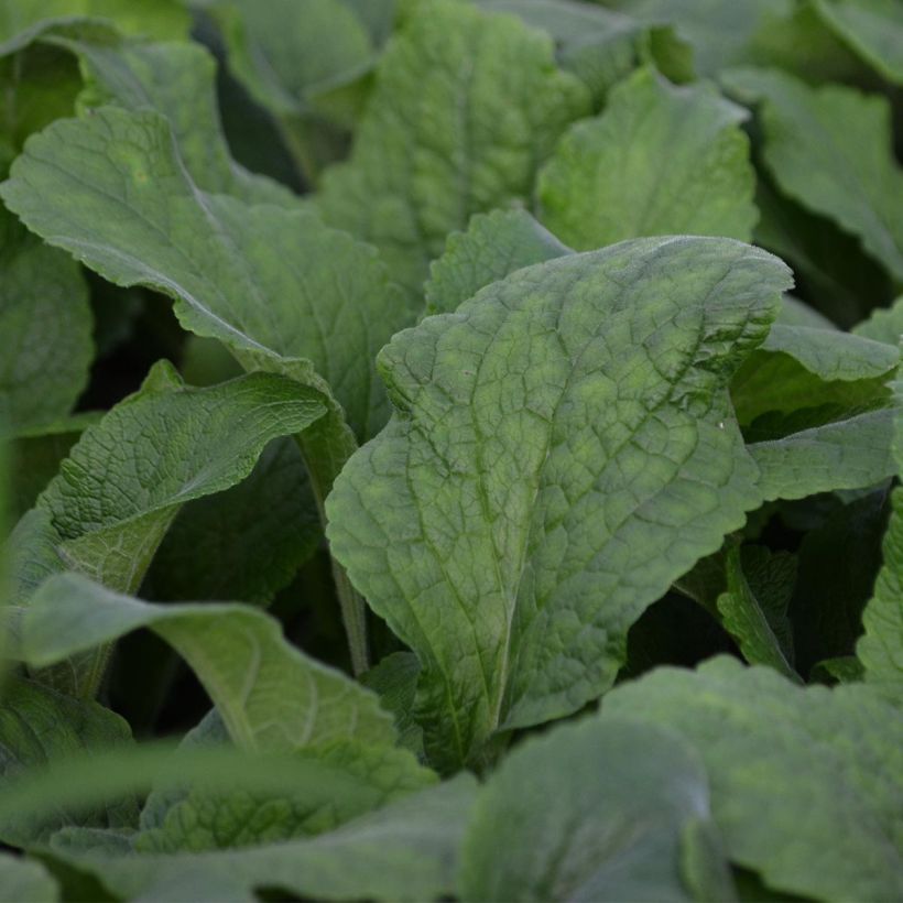 Digitale Suttons Apricot - Digitalis purpurea (Foliage)