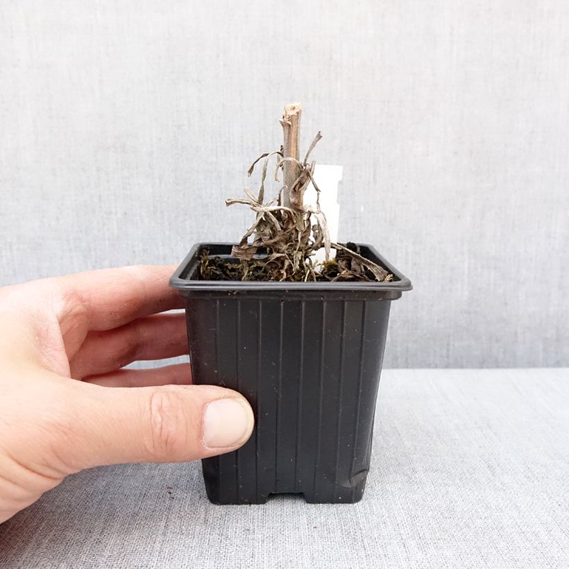 Spécimen de Digitalis Apple Blossom - Digitale Godet de 8/9 cm tel que livré en hiver