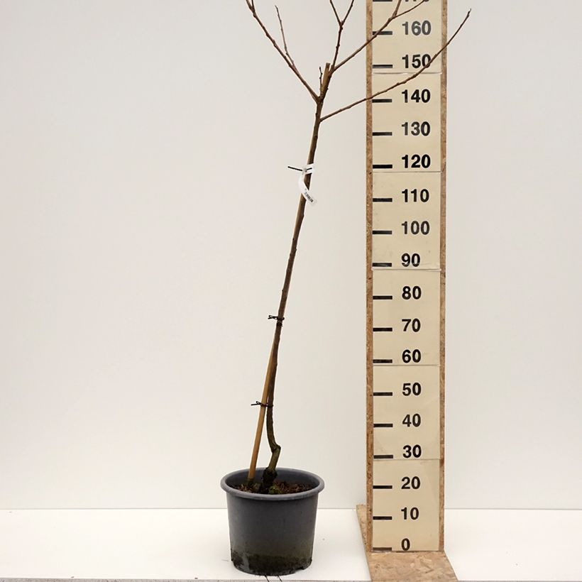 Example of Diospyros kaki Fuyu - Plaqueminier - Kaki pomme Pot de 12L/15L, Demi-Tige as you get in hiver