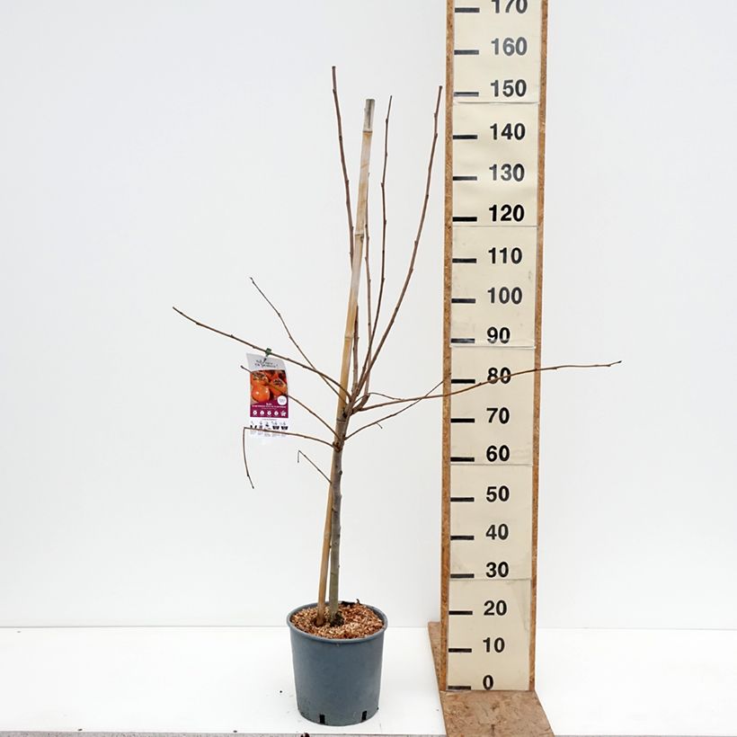 Example of Diospyros kaki Fuyu - Plaqueminier - Kaki pomme Pot de 7,5L/10L, Gobelet as you get in hiver