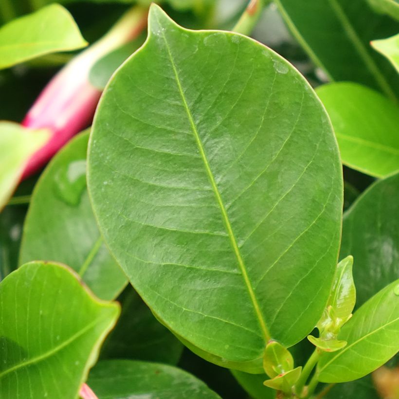 Dipladénia BELLA Compact Red (Feuillage)