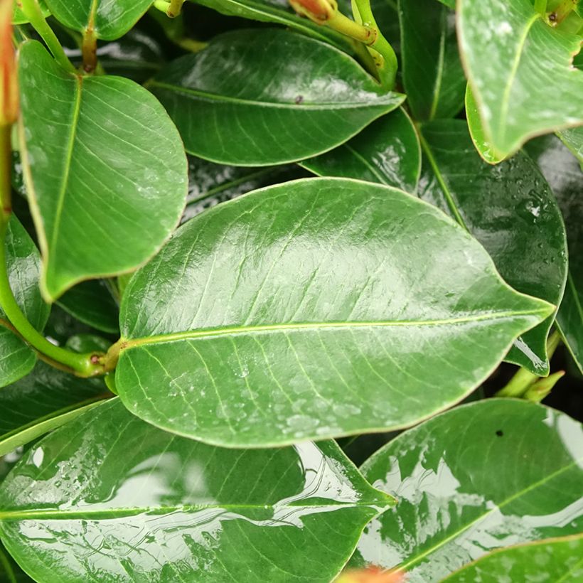 Dipladénia BELLA Pink Star (Feuillage)