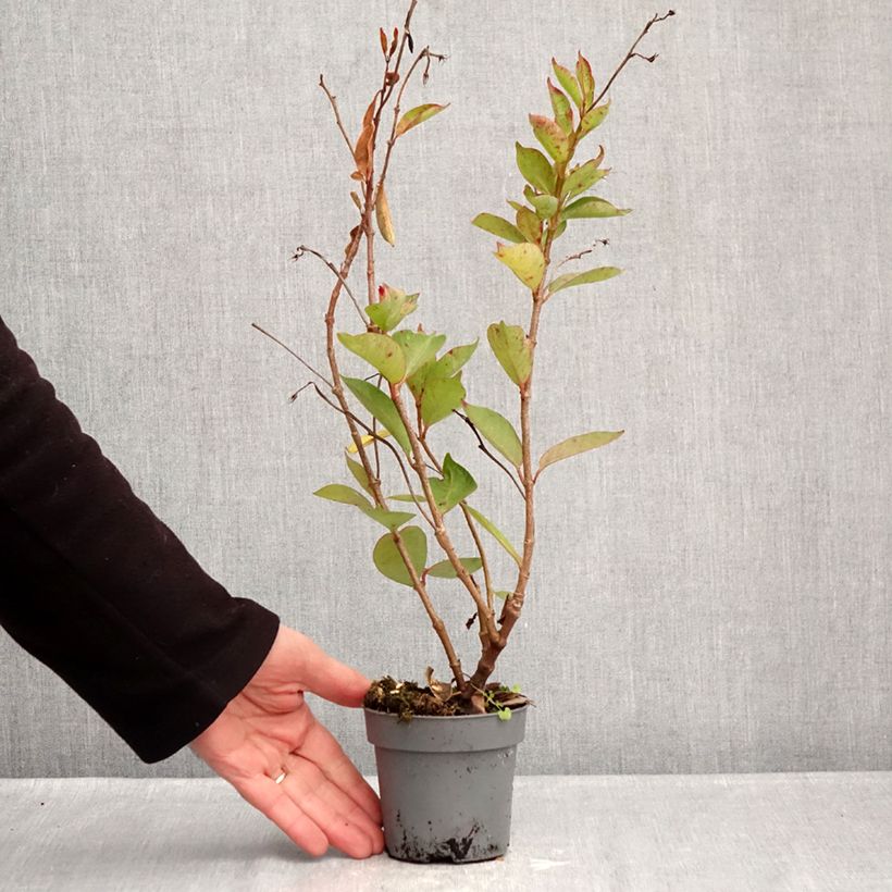 Spécimen de Dipladénia BELLA Pink Star Pot de 12 cm / 13 cm tel que livré en hiver