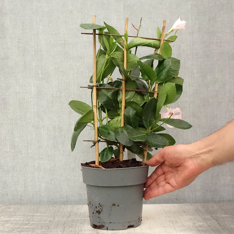 Spécimen de Dipladenia diamantina Agate mini Strawberry red - Mandevilla Pot de 1,5L/2L tel que livré en été