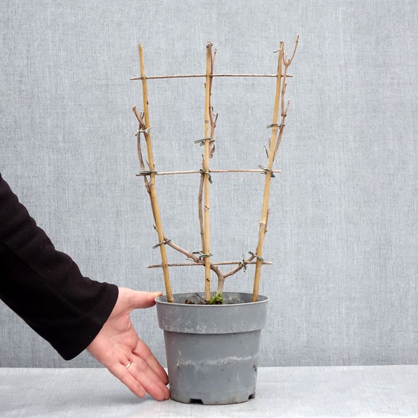 Spécimen de Dipladenia Diamantina Jade Rose Pot de 2L/3L tel que livré au printemps