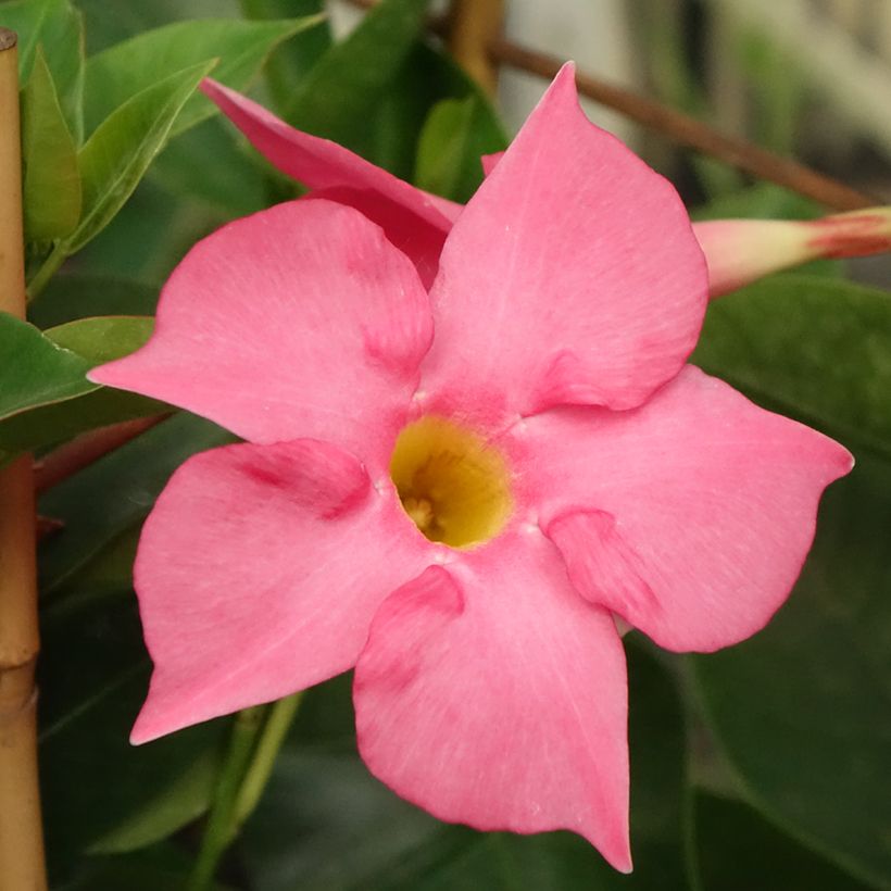 Dipladenia Diamantina Tourmaline fuchsia intense - Mandevilla (Floraison)