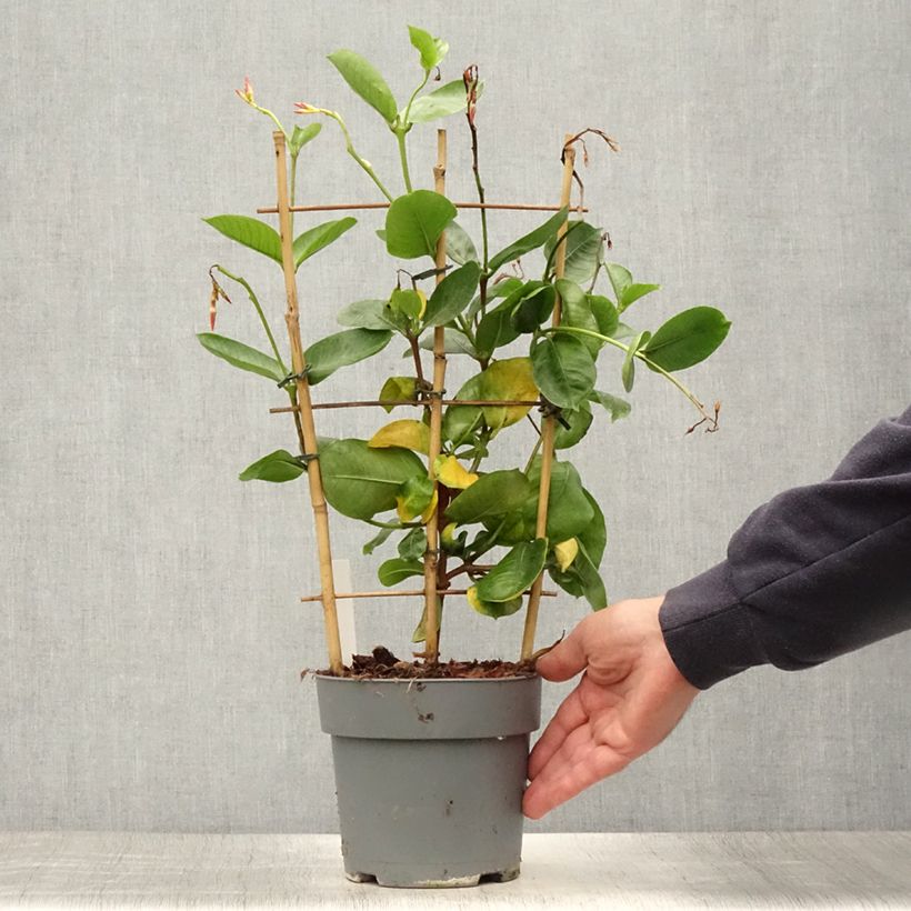 Spécimen de Dipladenia Diamantina Tourmaline fuchsia intense - Mandevilla Pot de 1,5L/2L tel que livré en été