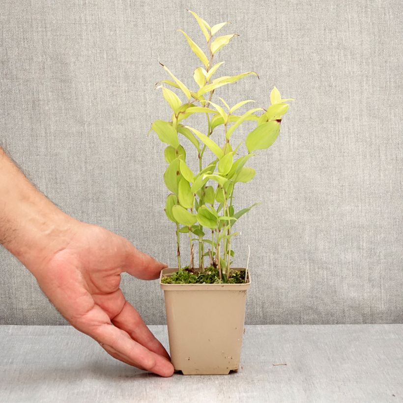 Spécimen de Disporum cantoniense Green Giant - Cloche des fées Pot de 10 cm/11cm tel que livré en été