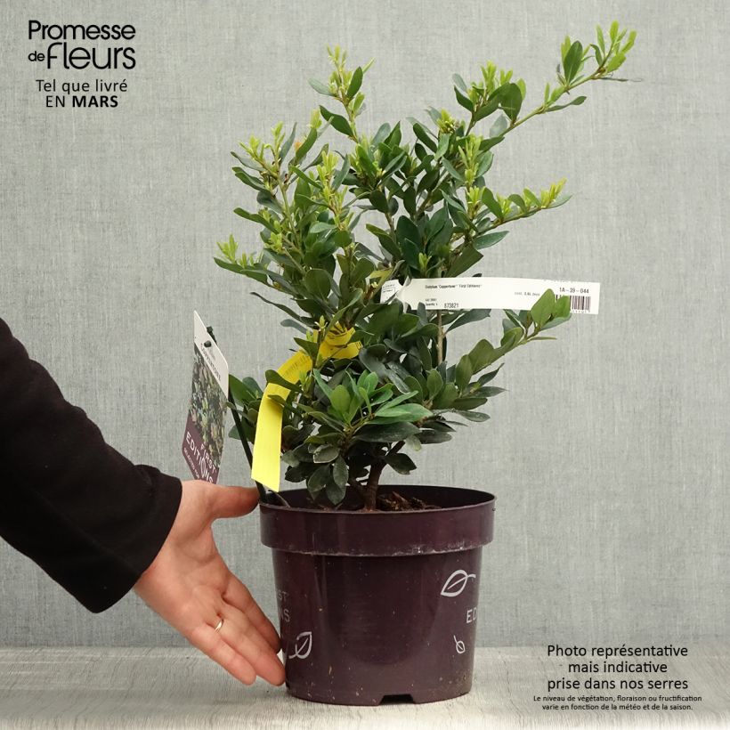 Spécimen de Distylium Coppertone Pot de 2L/3L tel que livré au printemps