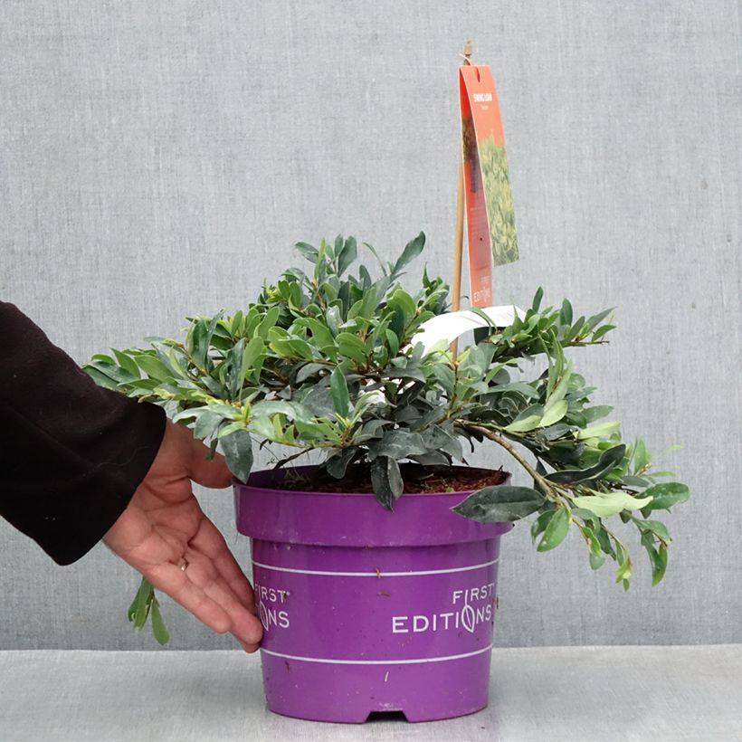 Spécimen de Distylium Swing Low Pot de 3L/4L tel que livré en automne