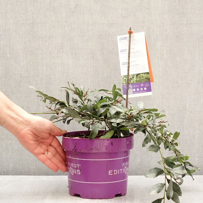 Spécimen de Distylium Swing Low Pot de 3L/4L tel que livré au printemps