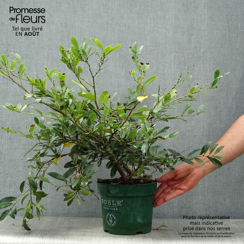 Spécimen de Distylium (x) Blue Cascade Pot de 3L/4L tel que livré en été