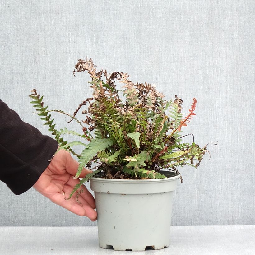 Spécimen de Doodia media - Fougère râpe Pot de 2L/3L tel que livré au printemps