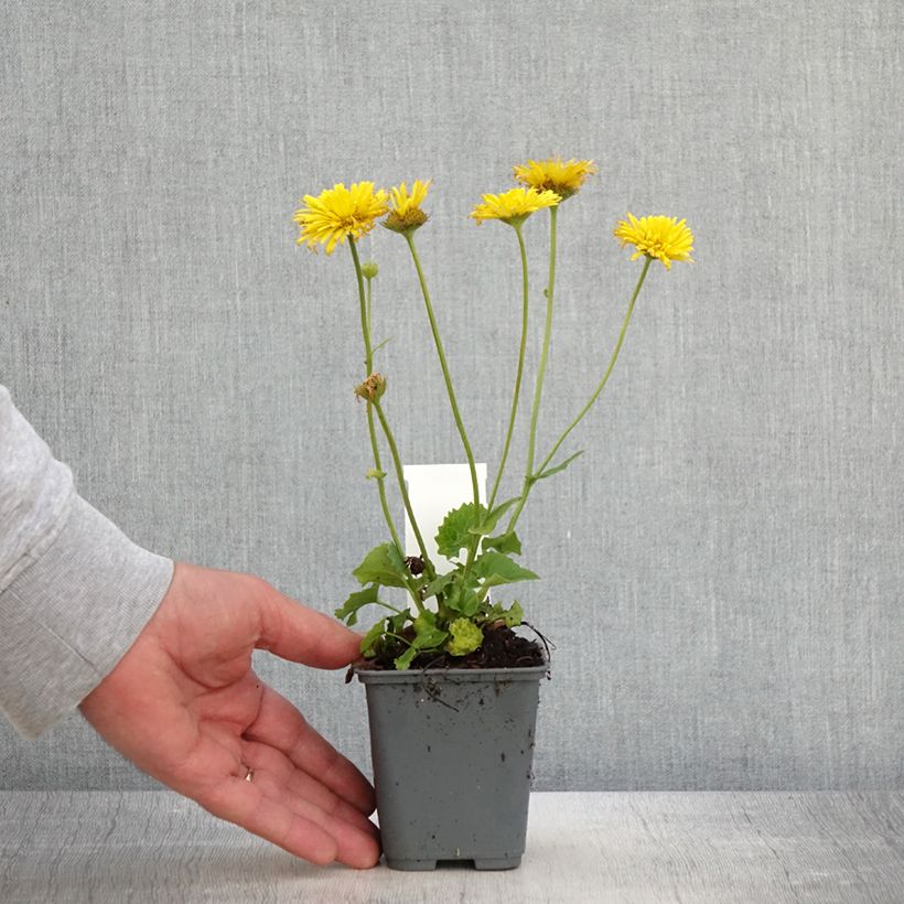 Example of Doronicum orientale Finesse - Doronic Godet de 8/9 cm as you get in printemps