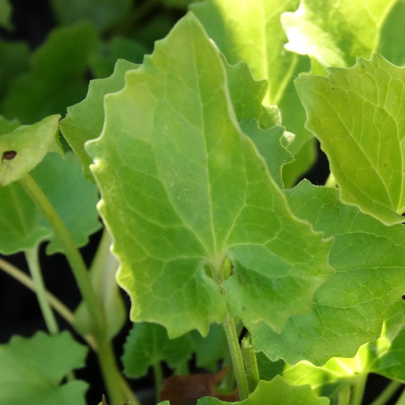 Doronicum orientale Finesse - Doronic (Feuillage)