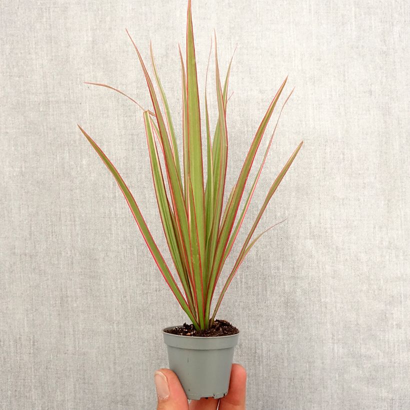 Example of Dracaena Bicolor - Dragonnier Mini-plante as you get in printemps