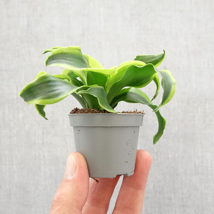 Spécimen de Dracaena Dragontree Tornado - Dragonnier  Mini-plante tel que livré au printemps