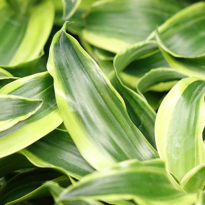 Dracaena Dragontree Tornado - Dragonnier  (Feuillage)