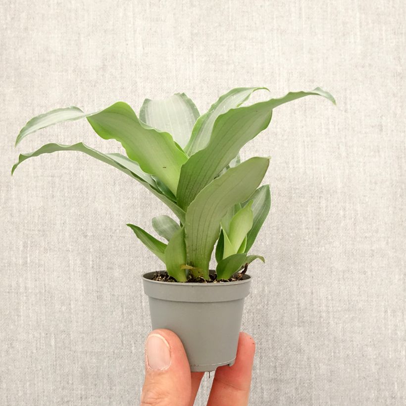 Spécimen de Dracaena Hawaii - Dragonnier  Mini-plante tel que livré au printemps