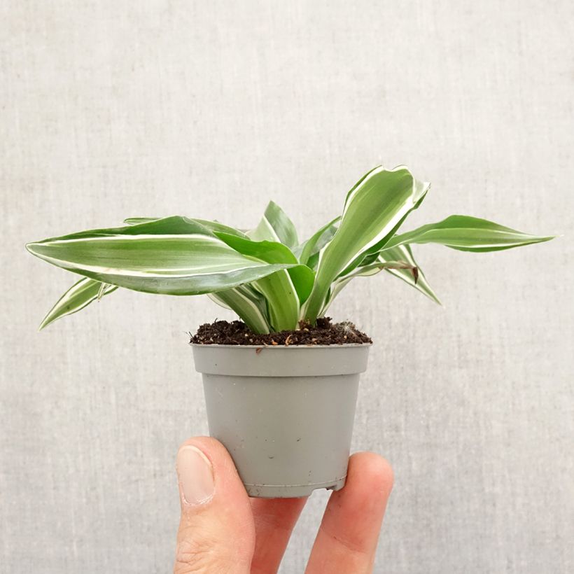 Spécimen de Dracaena Kanzi - Dragonnier Mini-plante tel que livré au printemps