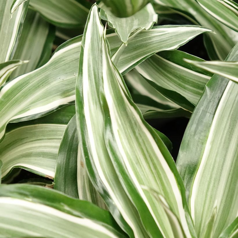 Dracaena Kanzi - Dragonnier (Feuillage)
