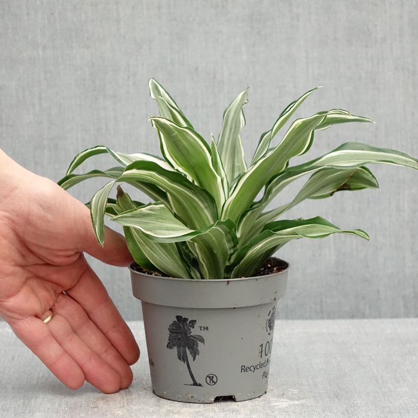 Spécimen de Dracaena Kanzi - Dragonnier Pot de 12 cm / 13 cm tel que livré au printemps