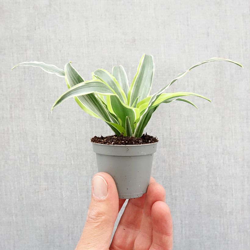 Spécimen de Dracaena Lemon Surprise - Dragonnier  Mini-plante tel que livré au printemps