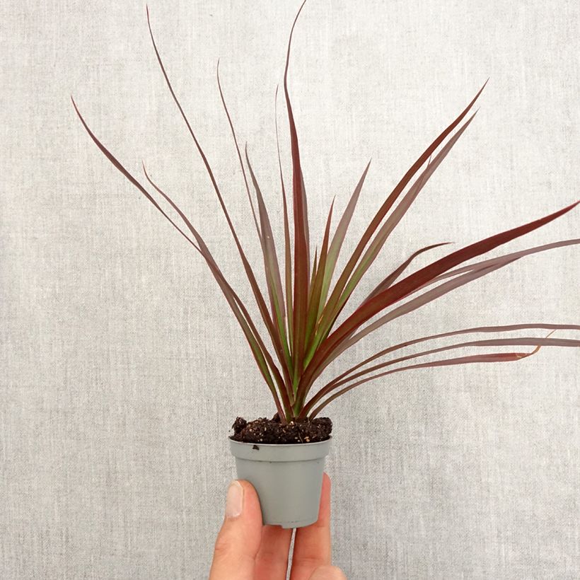 Spécimen de Dracaena Magenta - Dragonnier de Madagascar Mini-plante tel que livré au printemps