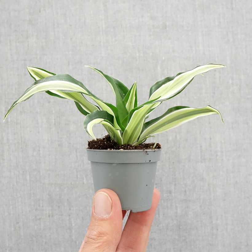 Spécimen de Dracaena Malaika - Dragonnier  Mini-plante tel que livré au printemps