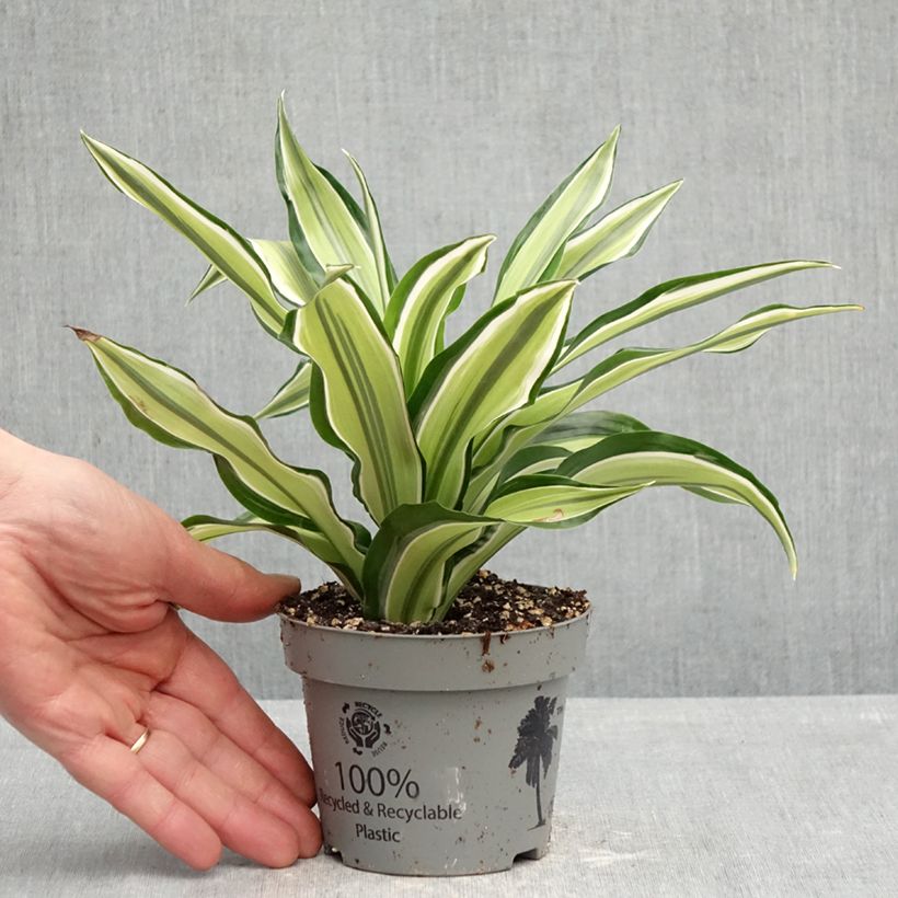 Spécimen de Dracaena Malaika - Dragonnier  Pot de 12 cm / 13 cm tel que livré au printemps